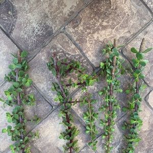 Succulent Elephant Ear Cuttings